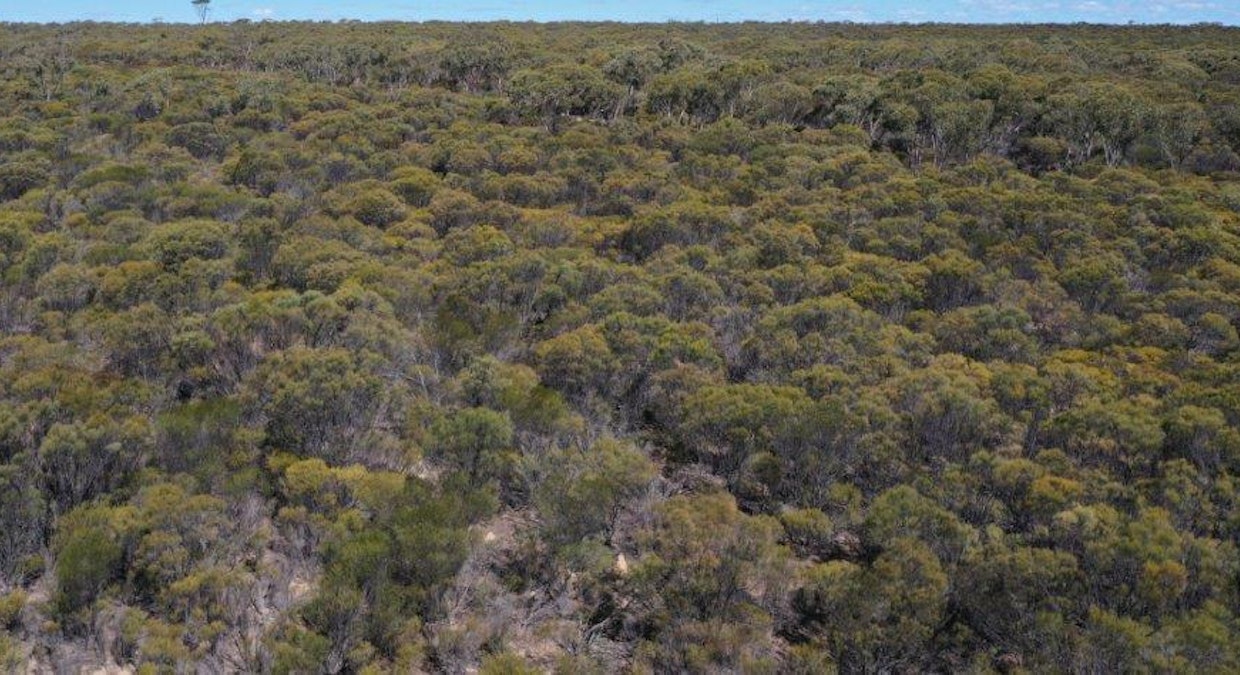 Lot 25253 Ellery Road, South Burracoppin, WA, 6421 - Image 15