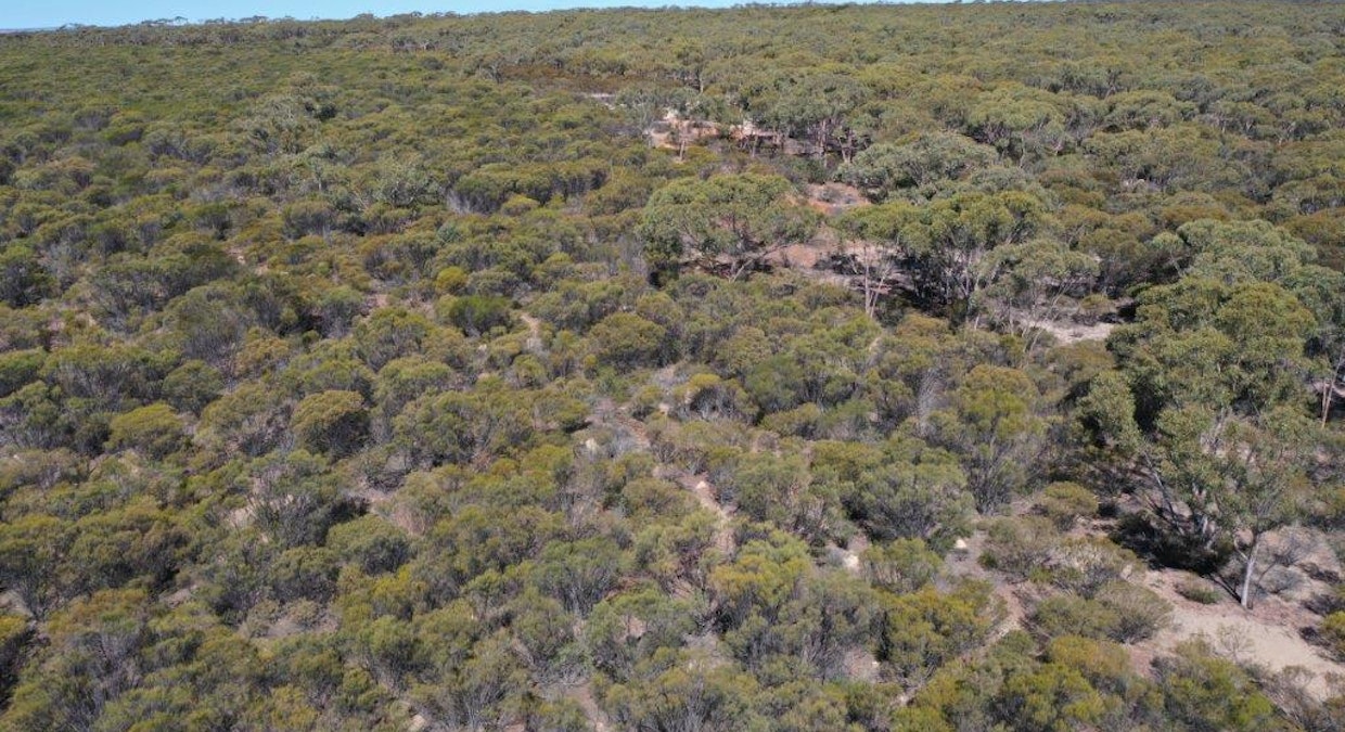 Lot 25253 Ellery Road, South Burracoppin, WA, 6421 - Image 22