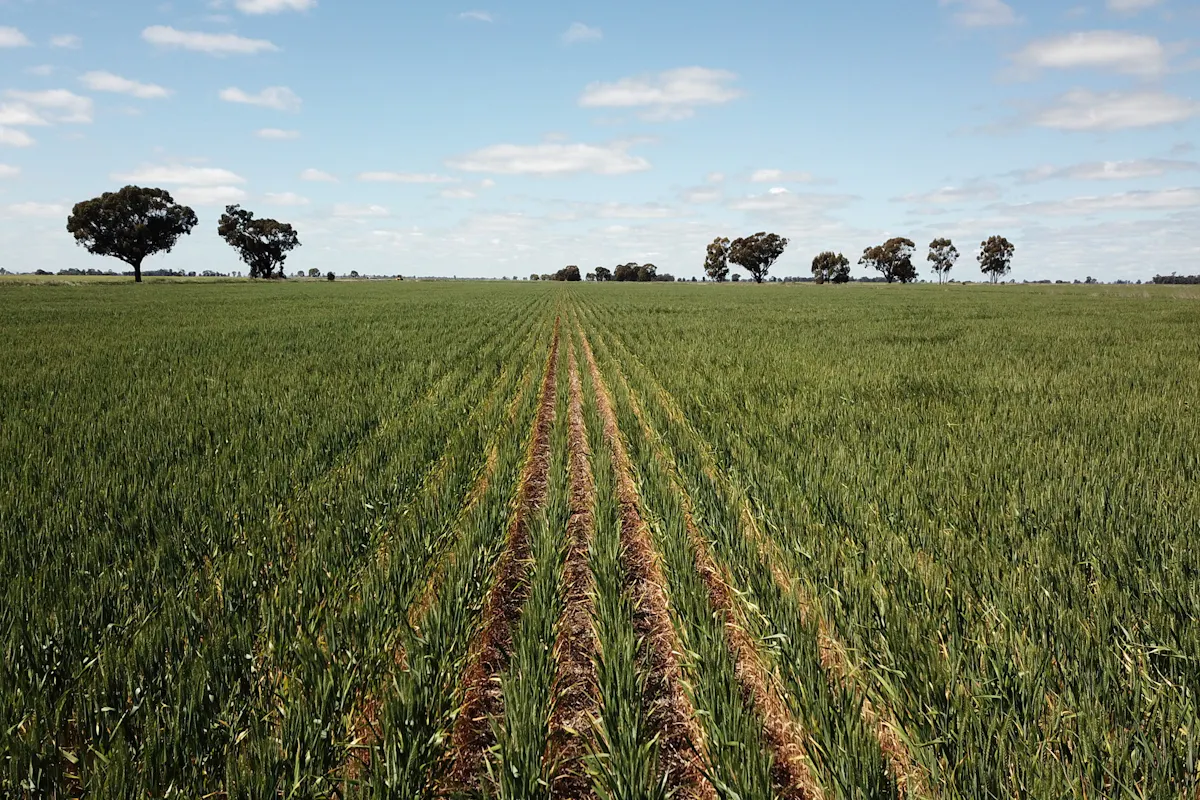 308 Broughshane Lane, Jerilderie, NSW, 2716 For Sale Elders Real Estate