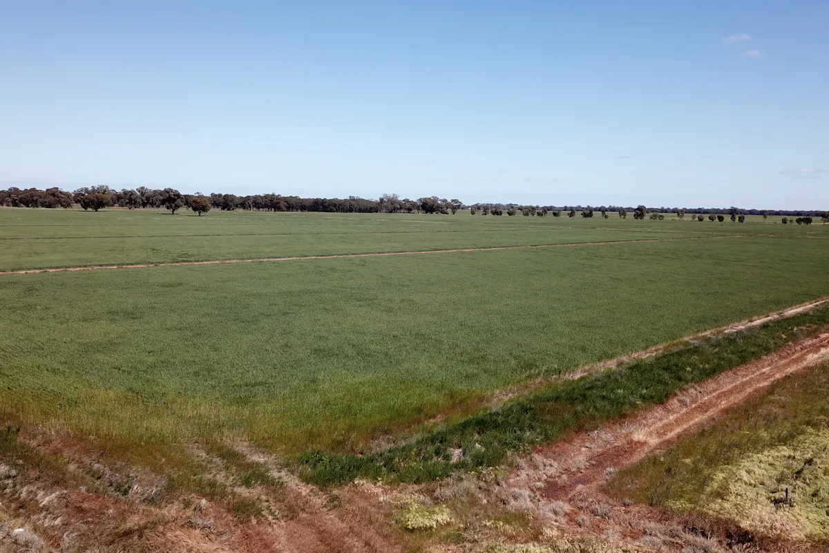 308 Broughshane Lane, Jerilderie, NSW, 2716 For Sale Elders Real Estate