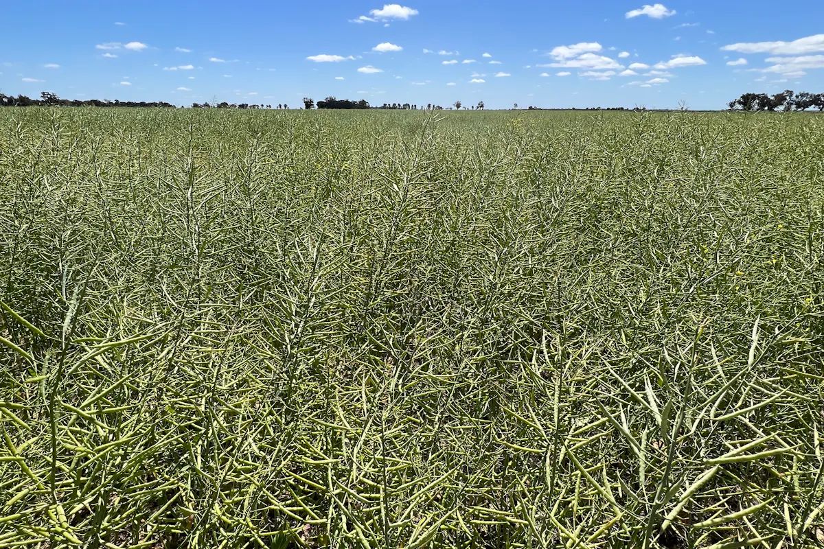 308 Broughshane Lane, Jerilderie, NSW, 2716 For Sale Elders Real Estate