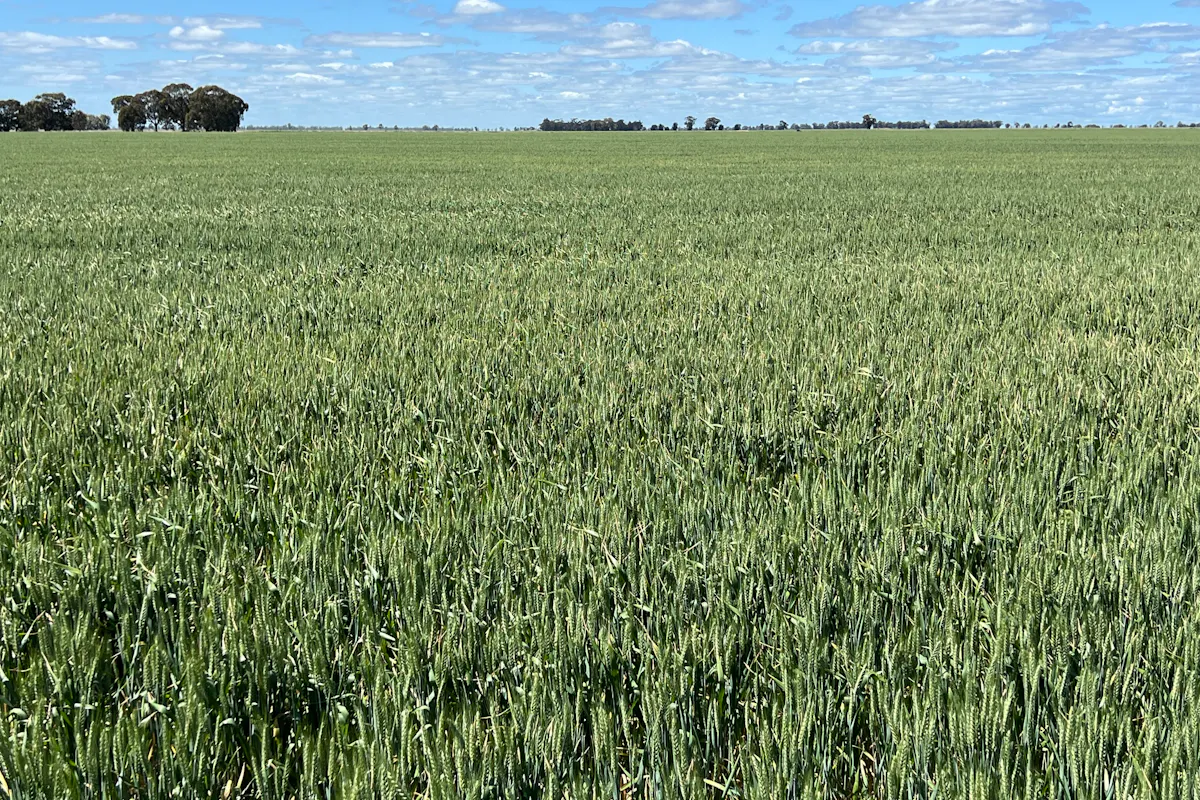 308 Broughshane Lane, Jerilderie, NSW, 2716 For Sale Elders Real Estate