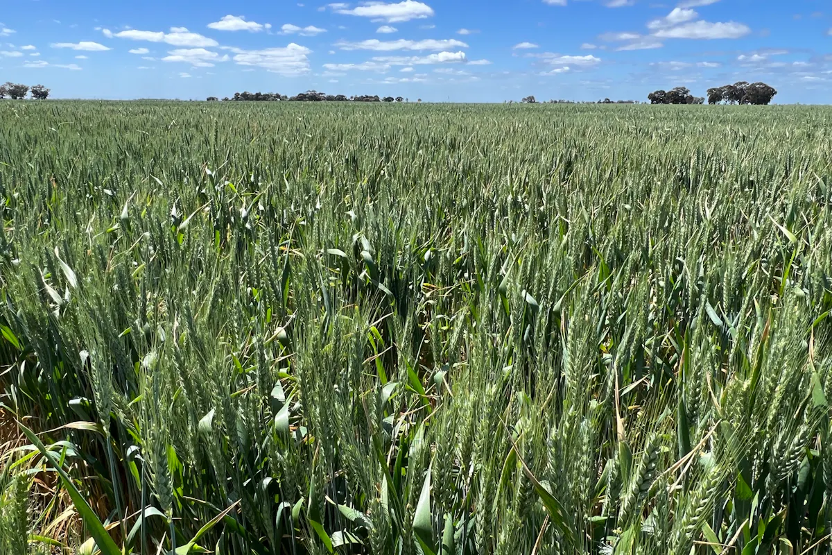 308 Broughshane Lane, Jerilderie, NSW, 2716 For Sale Elders Real Estate