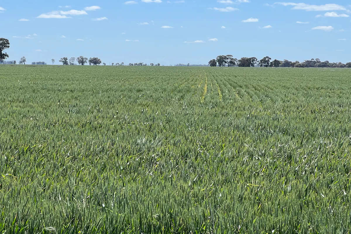 308 Broughshane Lane, Jerilderie, NSW, 2716 For Sale Elders Real Estate