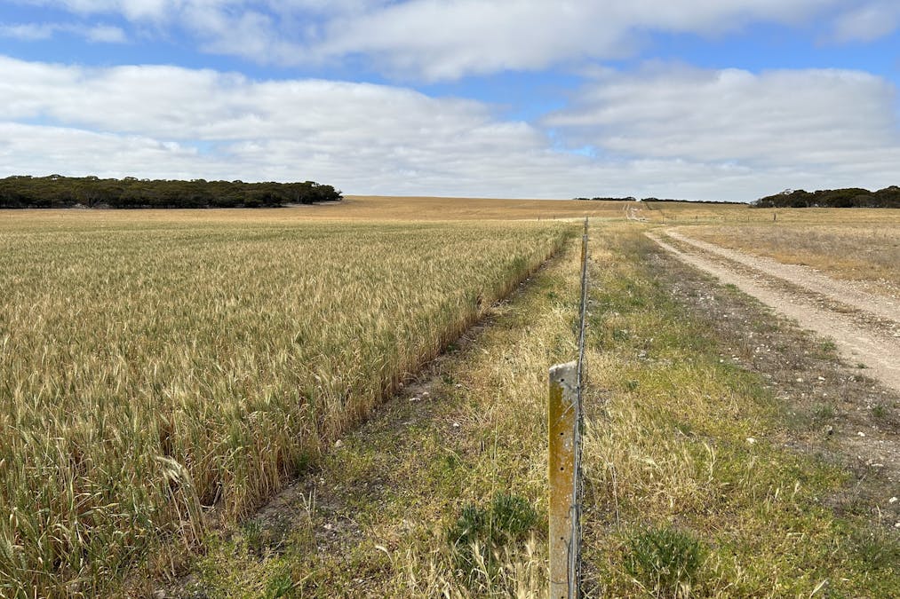 163 McAskill Road, Karkoo, SA, 5632 - Image 20