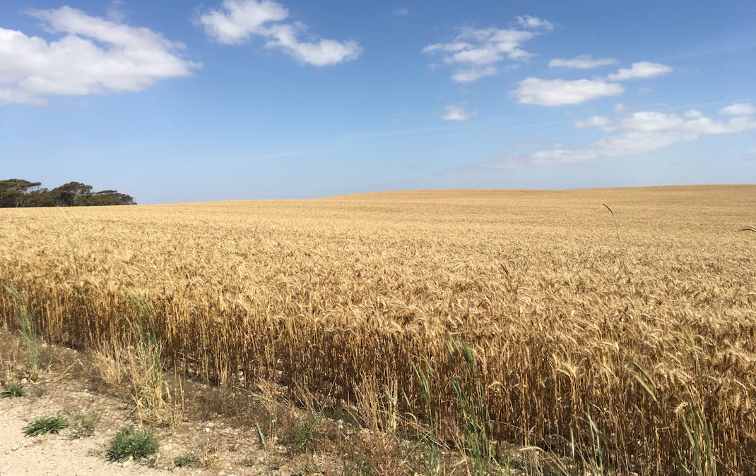 163 McAskill Road, Karkoo, SA, 5632 - Image 12