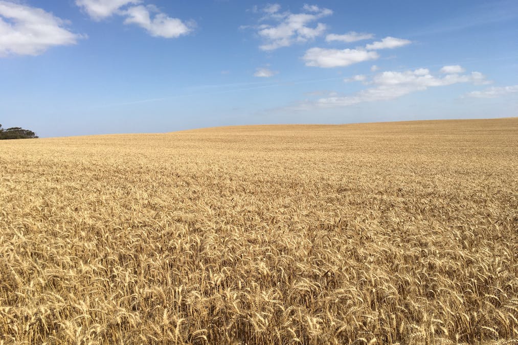 163 McAskill Road, Karkoo, SA, 5632 - Image 5