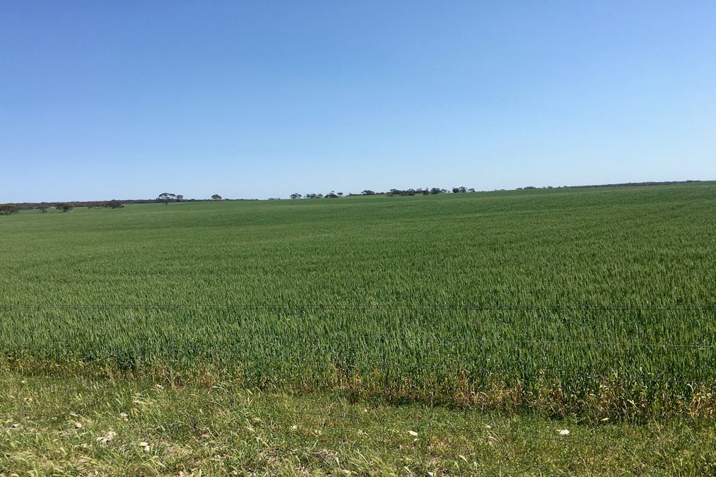 163 McAskill Road, Karkoo, SA, 5632 - Image 19