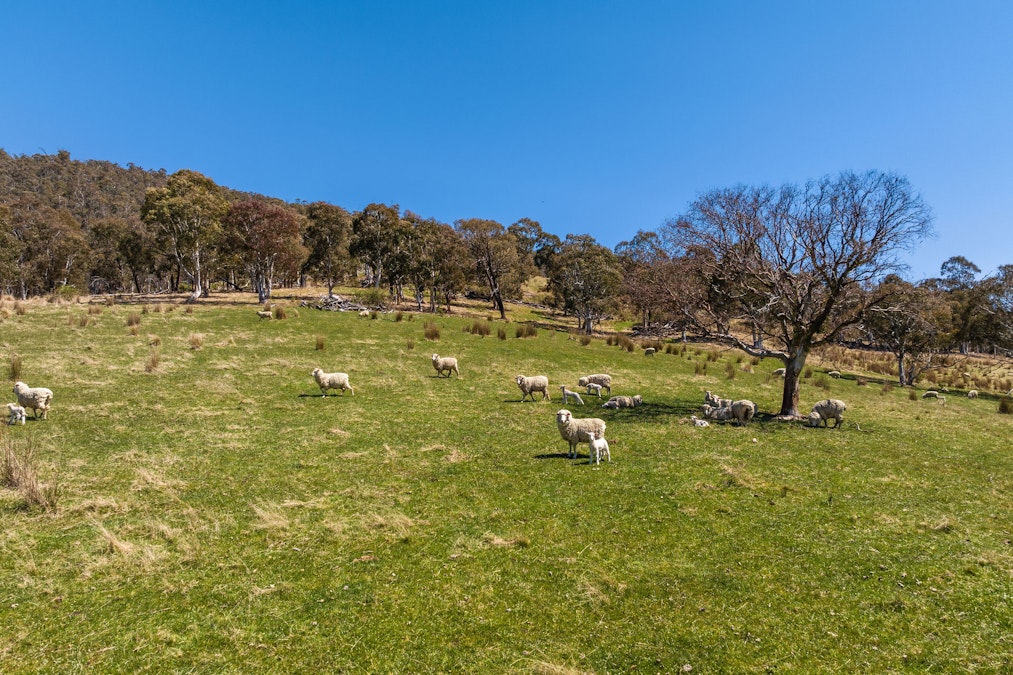 85 and 85A Tices Road, Omeo, VIC, 3898 - Image 27