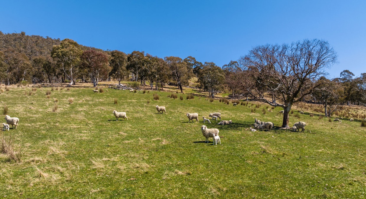 85 and 85A Tices Road, Omeo, VIC, 3898 - Image 27