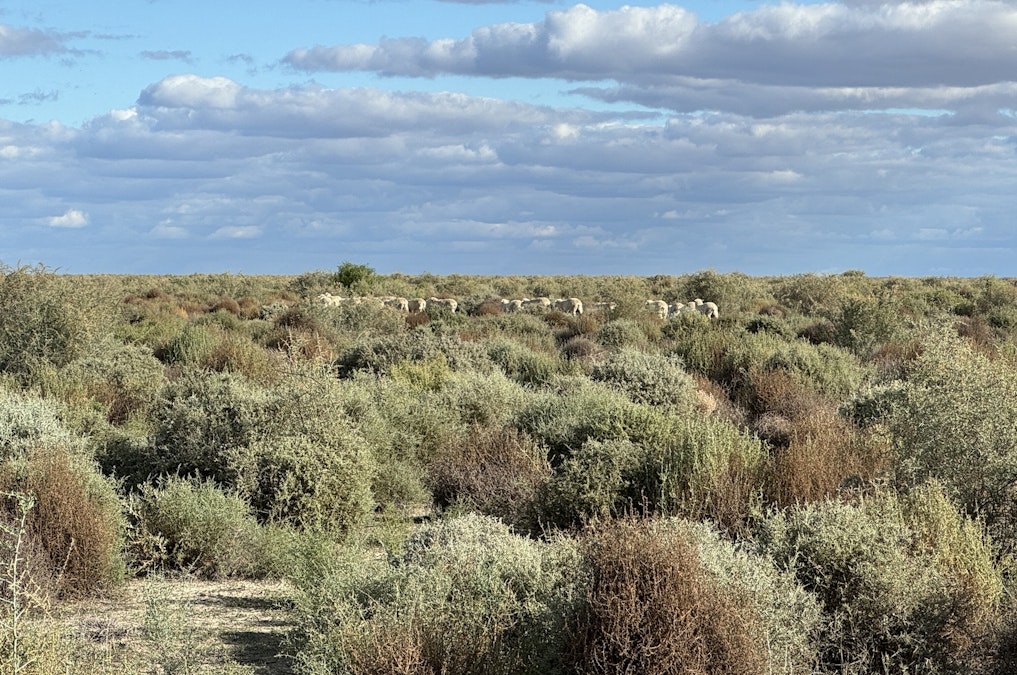 Booligal, NSW, 2711 - Image 27