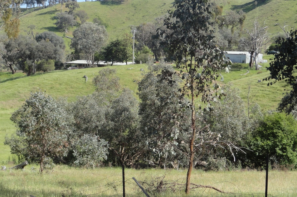 175 Tinmines Road, Mullengandra, NSW, 2644 - Image 3
