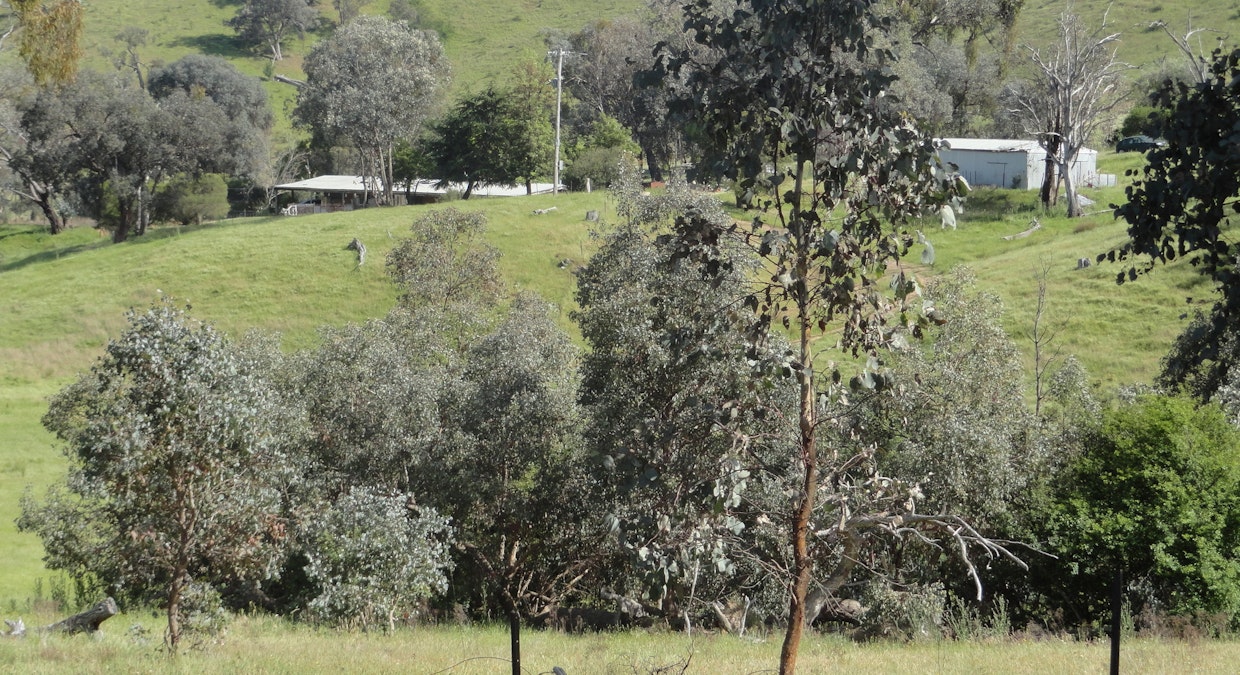 175 Tinmines Road, Mullengandra, NSW, 2644 - Image 3