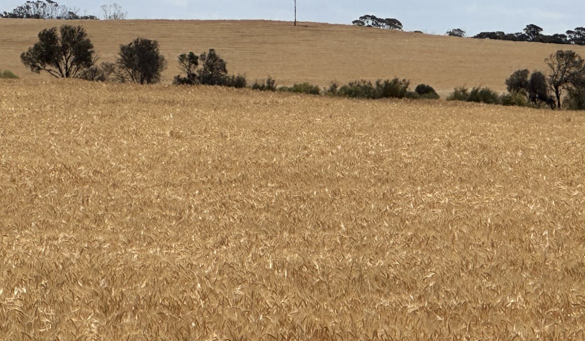 Nyabing-Kukerin Road, Nyabing, WA, 6341 - Image 1
