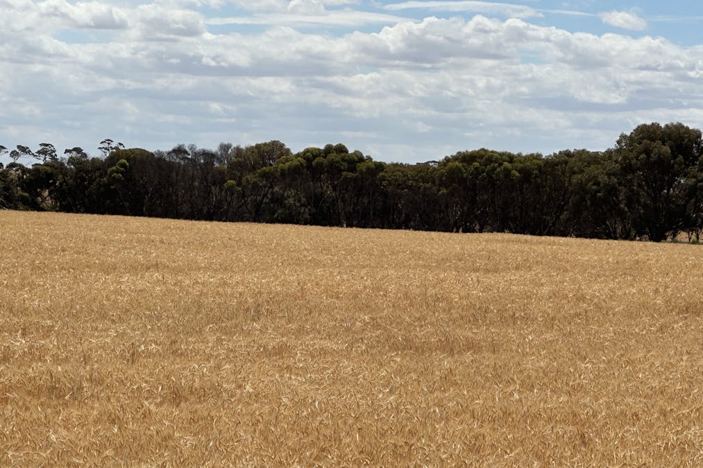 Nyabing-Kukerin Road, Nyabing, WA, 6341 - Image 2