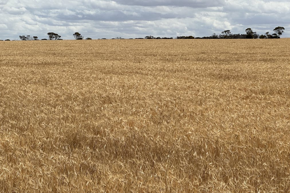 Nyabing-Kukerin Road, Nyabing, WA, 6341 - Image 3