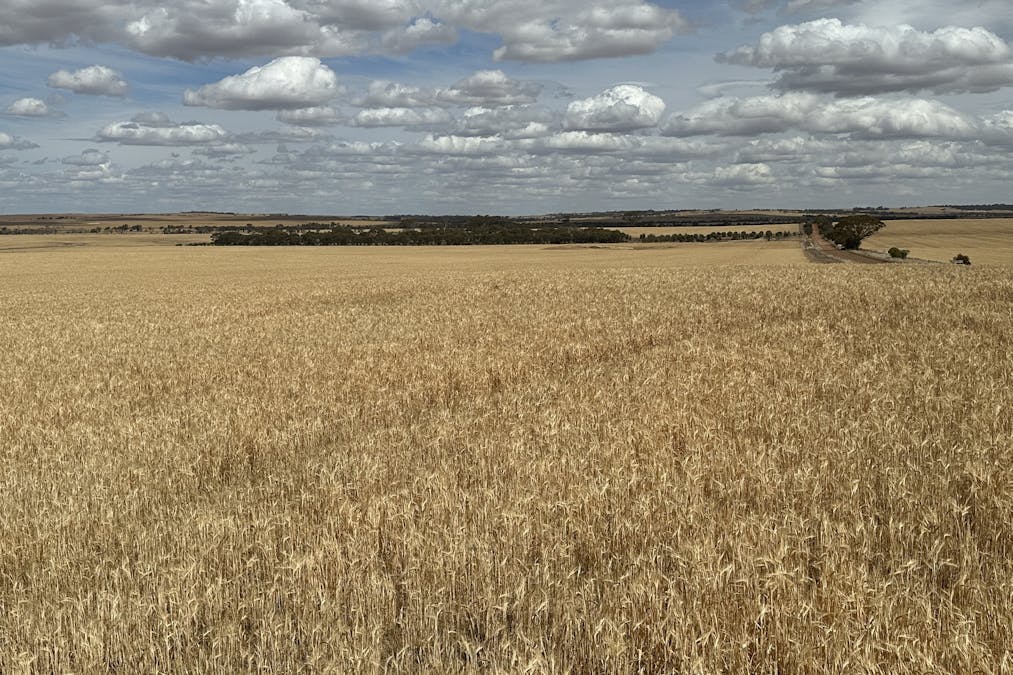 Nyabing-Kukerin Road, Nyabing, WA, 6341 - Image 4