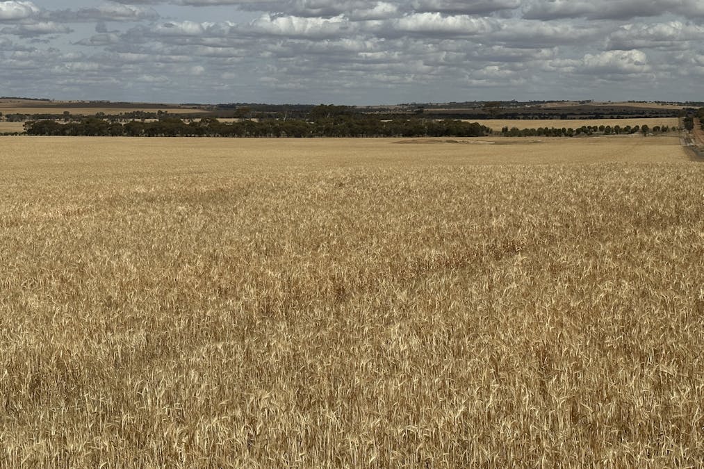 Nyabing-Kukerin Road, Nyabing, WA, 6341 - Image 5
