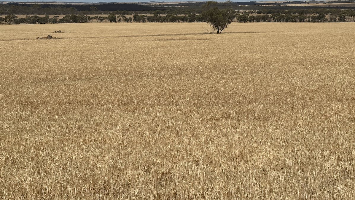Nyabing-Kukerin Road, Nyabing, WA, 6341 - Image 6