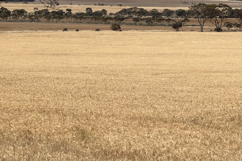 Nyabing-Kukerin Road, Nyabing, WA, 6341 - Image 7
