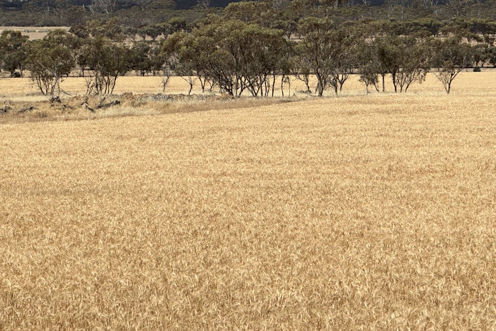 Nyabing-Kukerin Road, Nyabing, WA, 6341 - Image 8