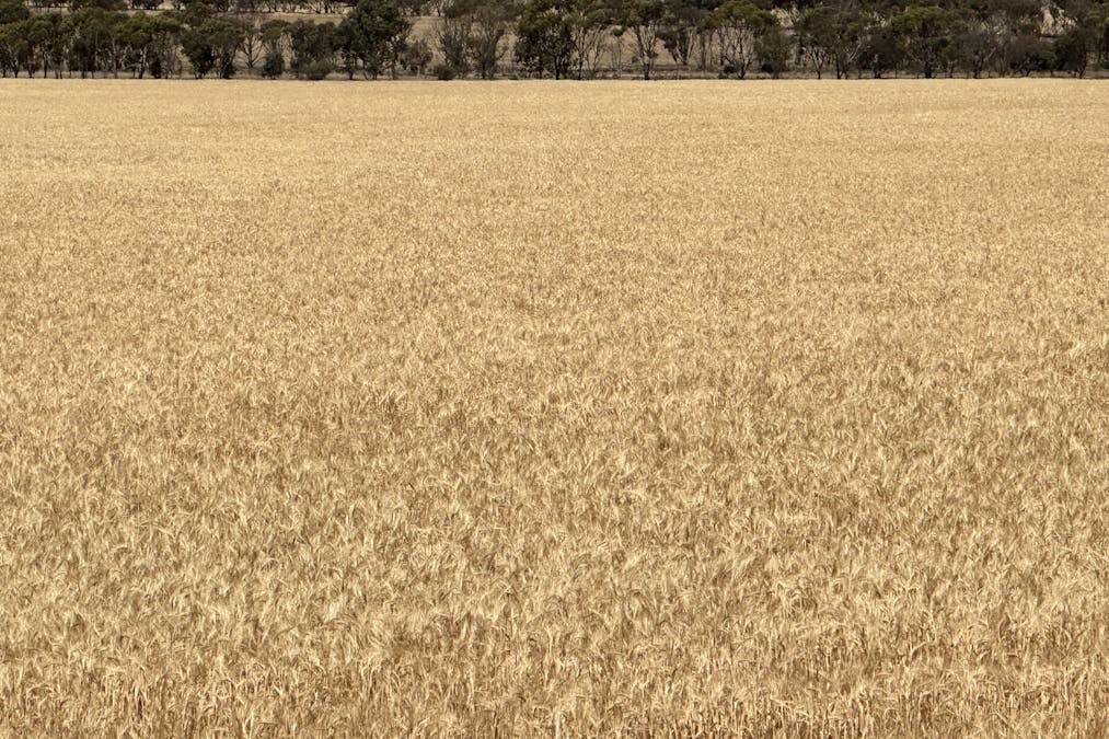 Nyabing-Kukerin Road, Nyabing, WA, 6341 - Image 9