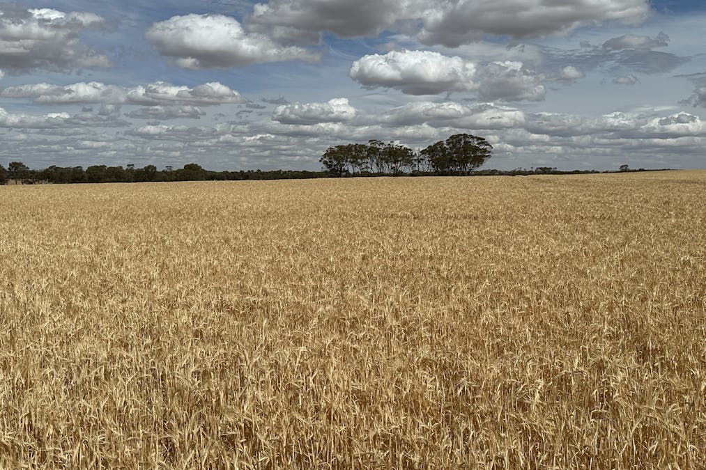 Nyabing-Kukerin Road, Nyabing, WA, 6341 - Image 10