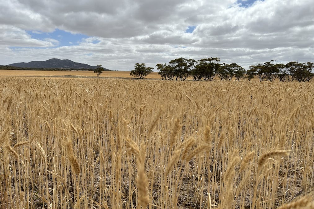 4/Davis Road, Darke Peak, SA, 5642 - Image 3