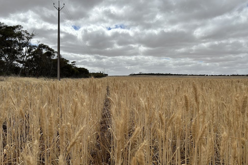 4/Davis Road, Darke Peak, SA, 5642 - Image 10
