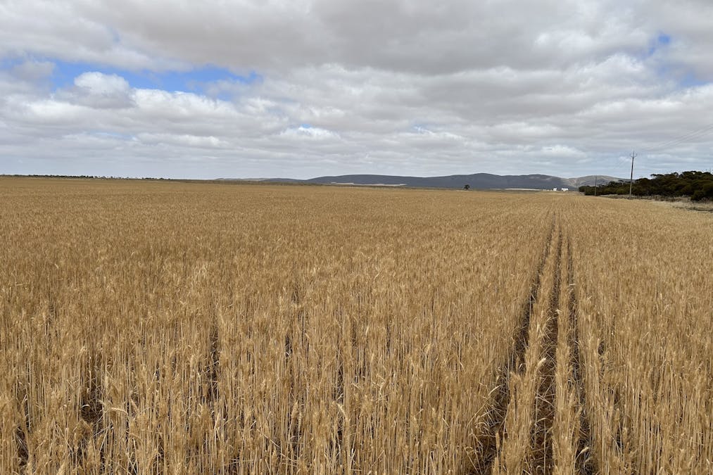 4/Davis Road, Darke Peak, SA, 5642 - Image 11