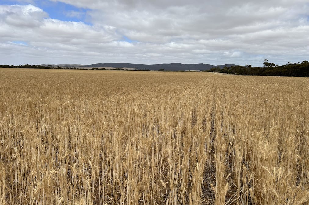 4/Davis Road, Darke Peak, SA, 5642 - Image 14