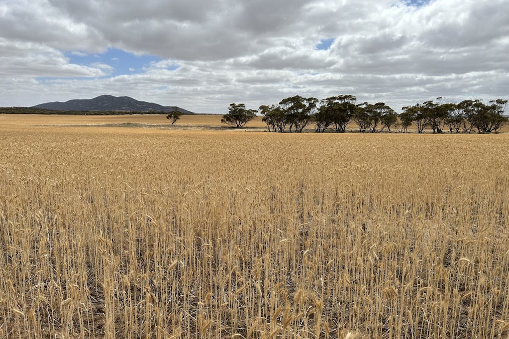 4/Davis Road, Darke Peak, SA, 5642 - Image 5