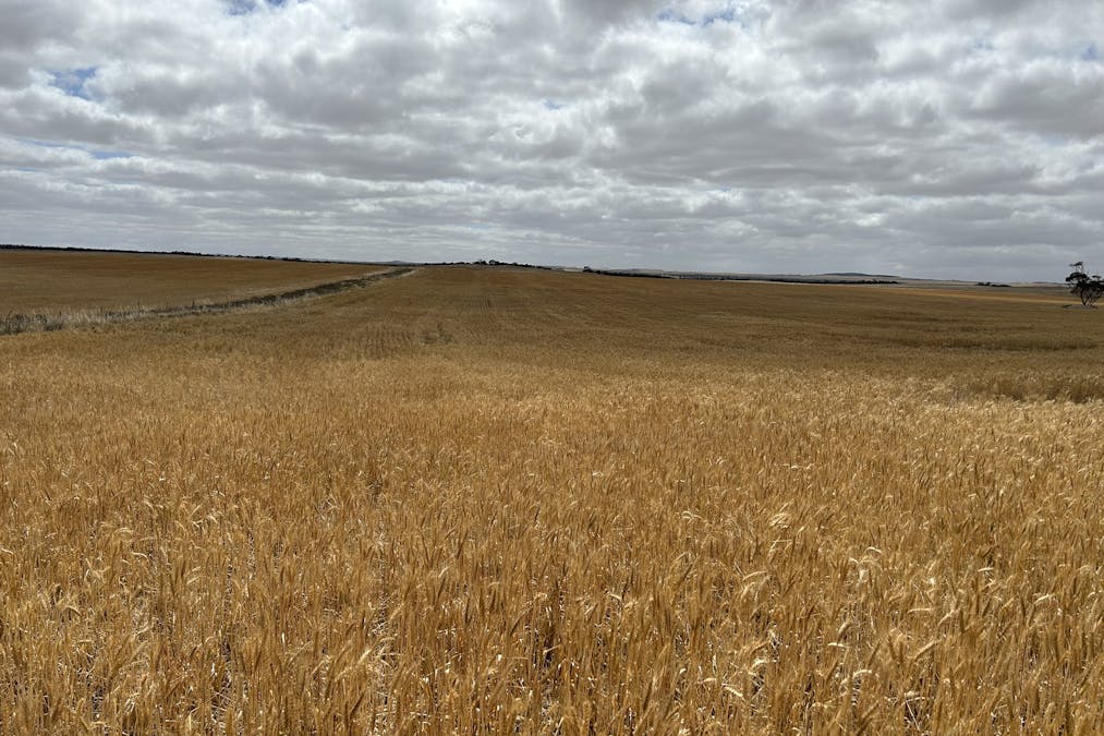 4/Davis Road, Darke Peak, SA, 5642 - Image 4