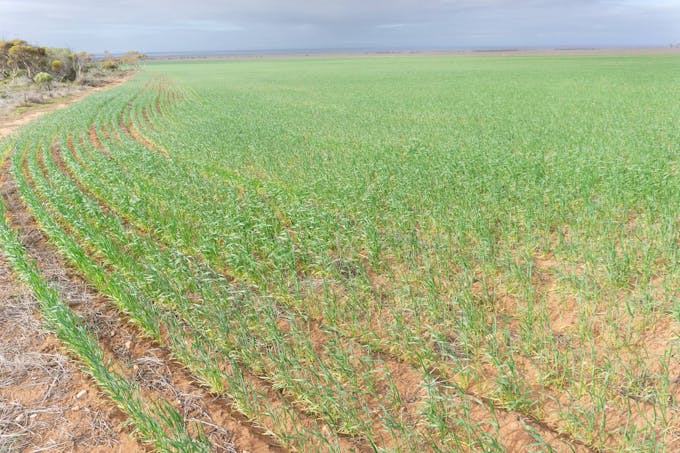 109 Birdseye Highway, Cowell, SA, 5602 - Image 1