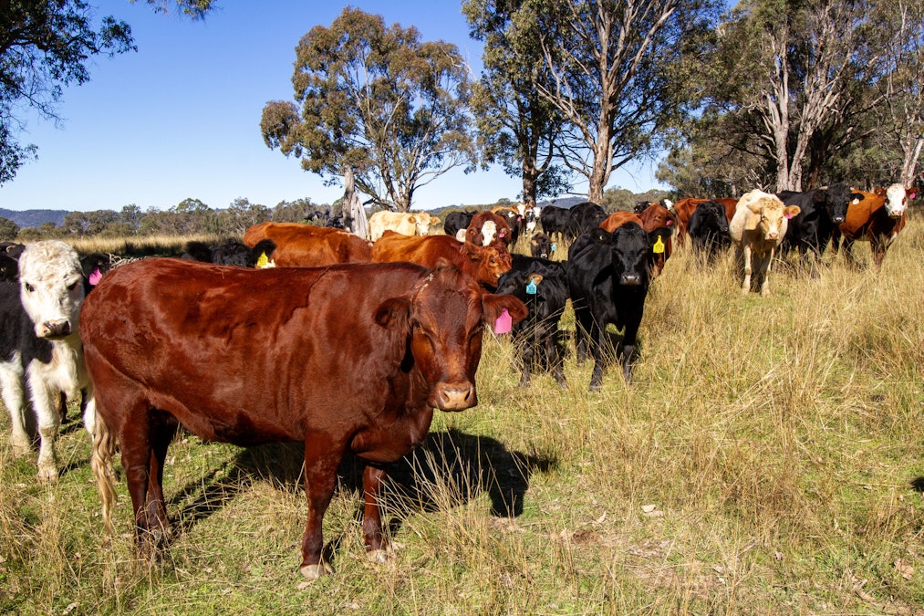 'Green Valley', Brideb Road, Bendemeer, NSW, 2355 - Image 26