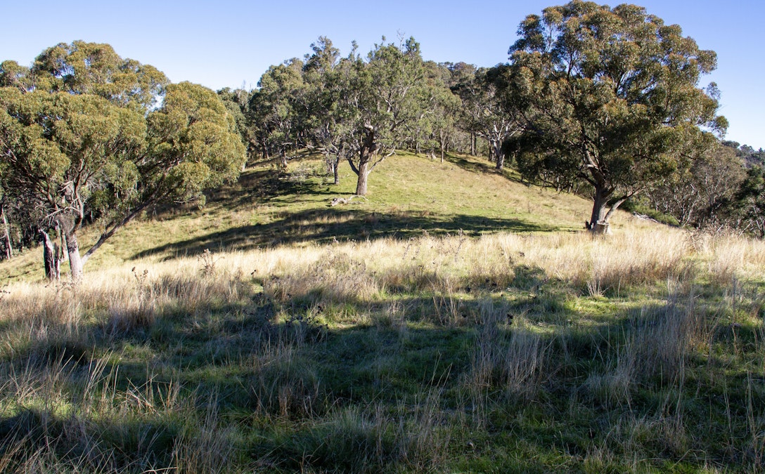 'Green Valley', Brideb Road, Bendemeer, NSW, 2355 - Image 28