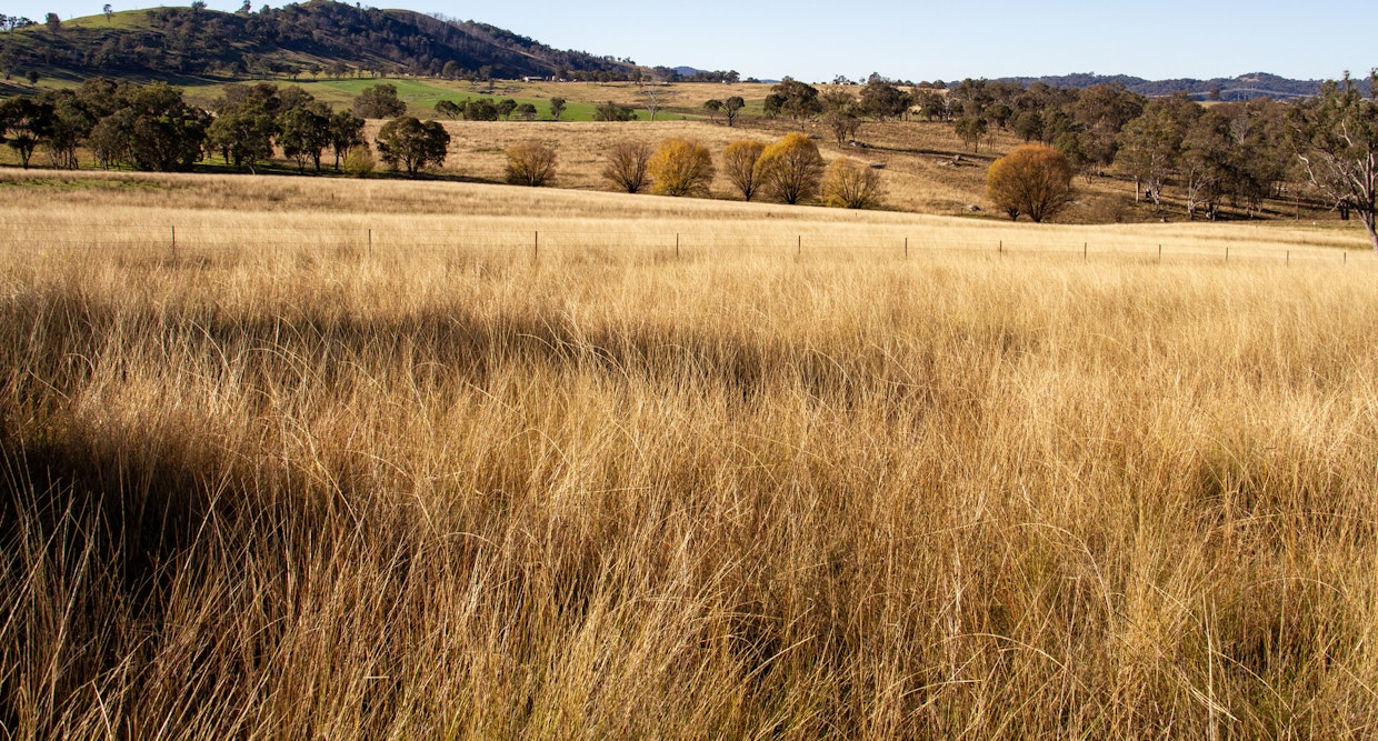 'Green Valley', Brideb Road, Bendemeer, NSW, 2355 - Image 25