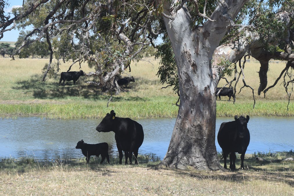 785 Smarts Hill Road, Bo Peep, VIC, 3351 - Image 22