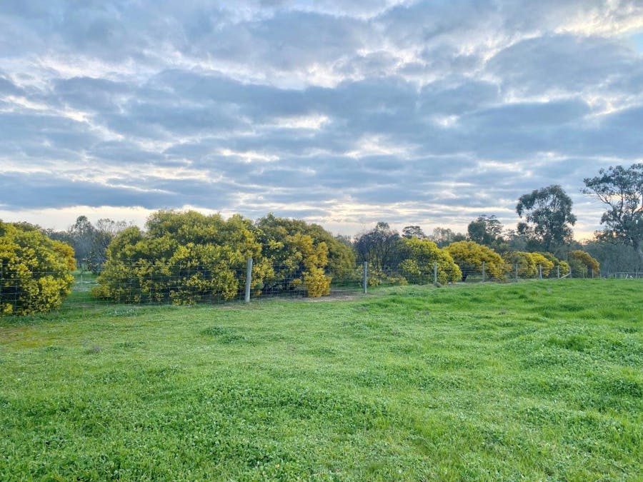 142 Benarca Forest Road, Moama, NSW, 2731 - Image 16
