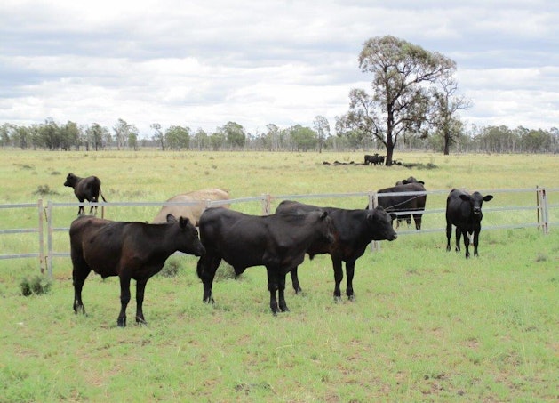 2461 Acres Cattle Grazing , Tara, QLD, 4421 - Image 1