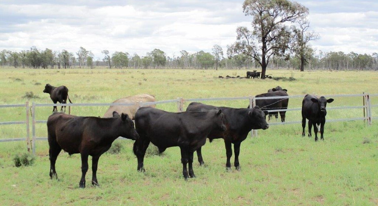 2461 Acres Cattle Grazing , Tara, QLD, 4421 - Image 1