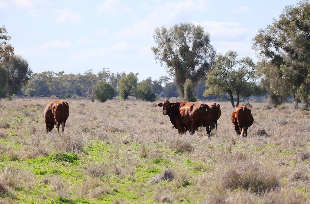 Warrabone Merri Merri Road, Carinda, NSW, 2831 - Image 12