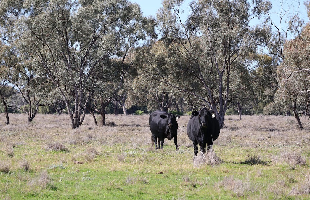 Warrabone Merri Merri Road, Carinda, NSW, 2831 - Image 13