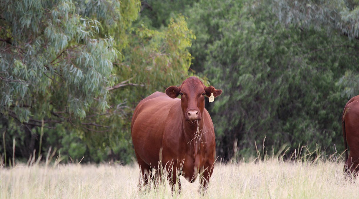 Warrabone Merri Merri Road, Carinda, NSW, 2831 - Image 23