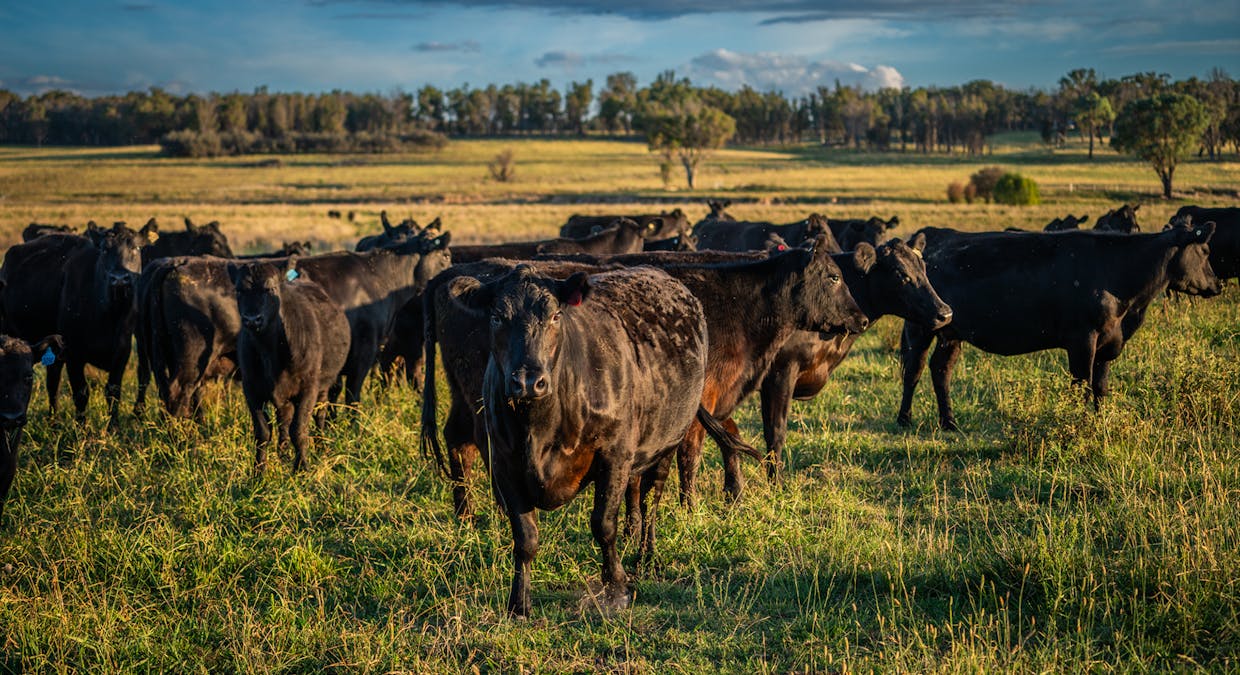 Guyra, NSW, 2365 - Image 2