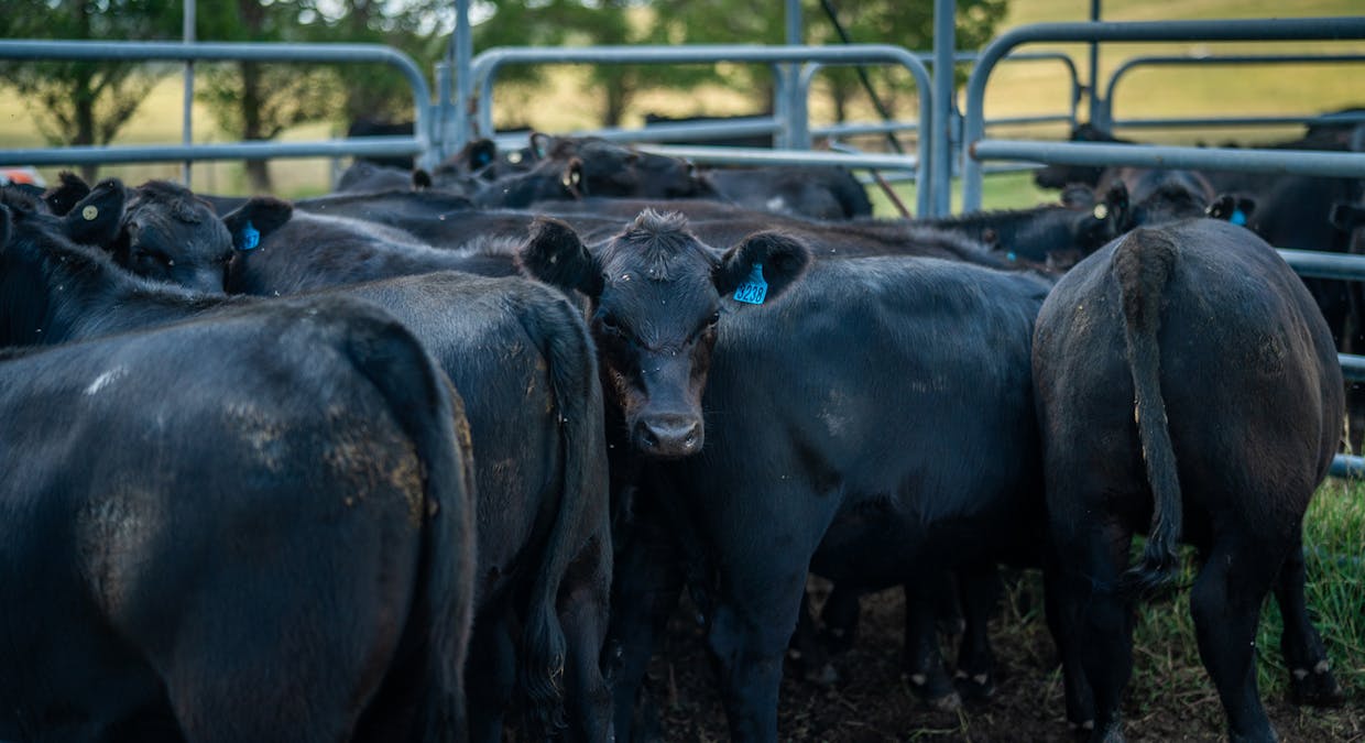 Guyra, NSW, 2365 - Image 4