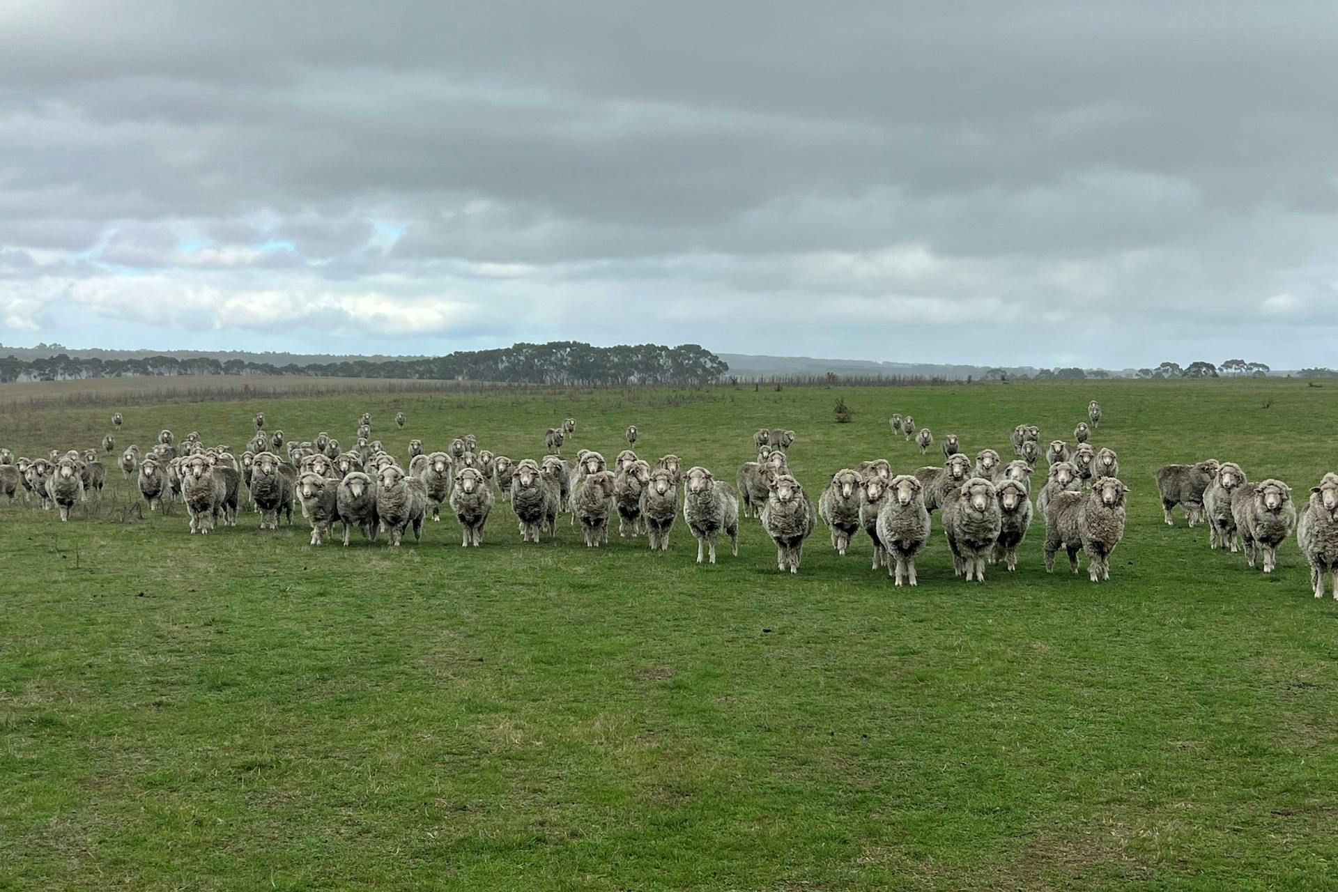 290 ByadukPenshurst Road, Byaduk, VIC, 3301 For Sale Elders Real