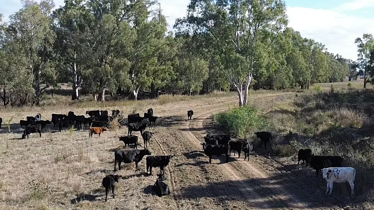 123 Barnes Road, Eugowra, NSW, 2806 - Image 7