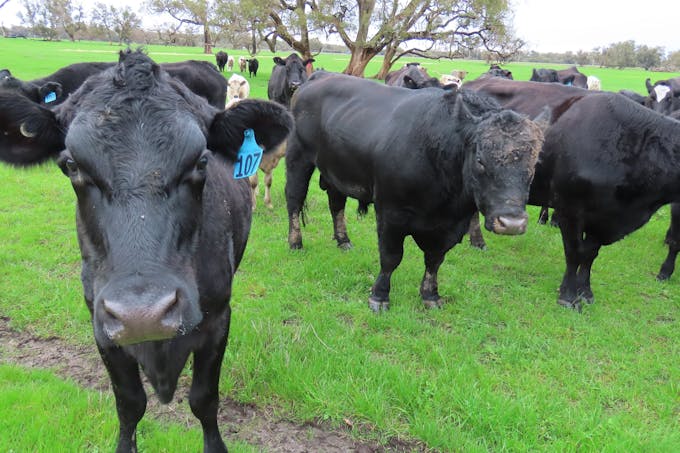 Lots Marsh Road, West Pinjarra, WA, 6208 - Image 1