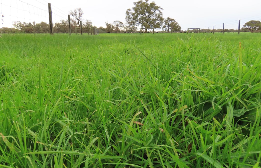 Lots Marsh Road, West Pinjarra, WA, 6208 - Image 6
